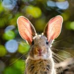 Grau-brauner Hase schaut direkt in die Kamera und spitzt seine großen Ohren, diese werden von hinten von der Sonne angestrahlt. Im Hintergrund sind unscharf Blätter eines Baumes zu sehen.