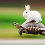 Weißer kleiner Hase sitzt auf einer Schildkröte, die von rechts nach links durch das Bild rennt. Der Hintergrund ist verschwommen, als ob die Schildkröte sehr schnell rennen würde.