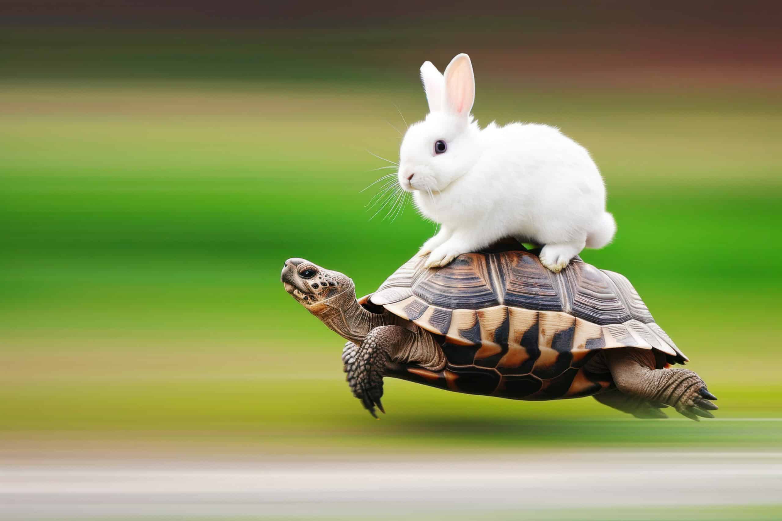 Weißer kleiner Hase sitzt auf einer Schildkröte, die von rechts nach links durch das Bild rennt. Der Hintergrund ist verschwommen, als ob die Schildkröte sehr schnell rennen würde.